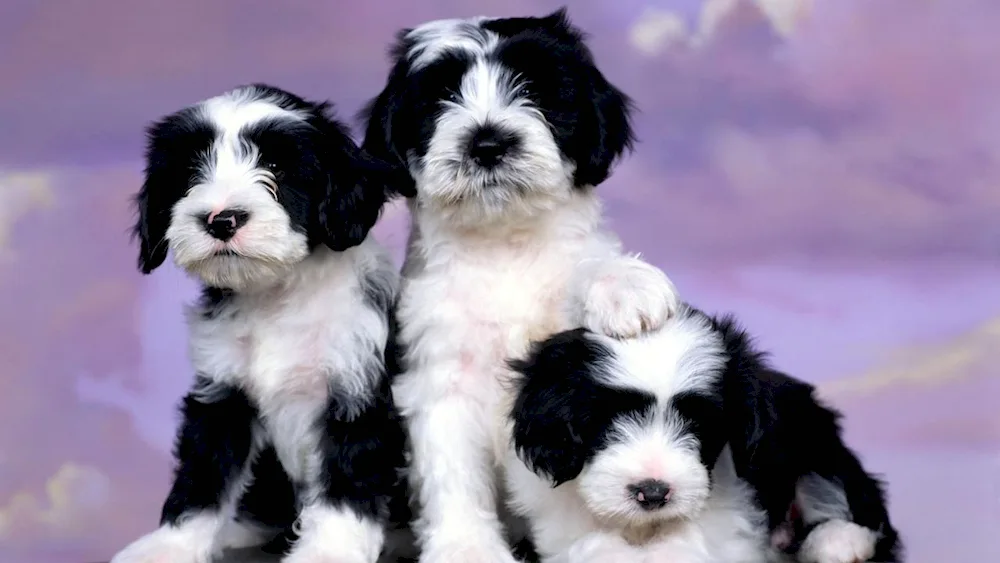 Tibetan Terrier