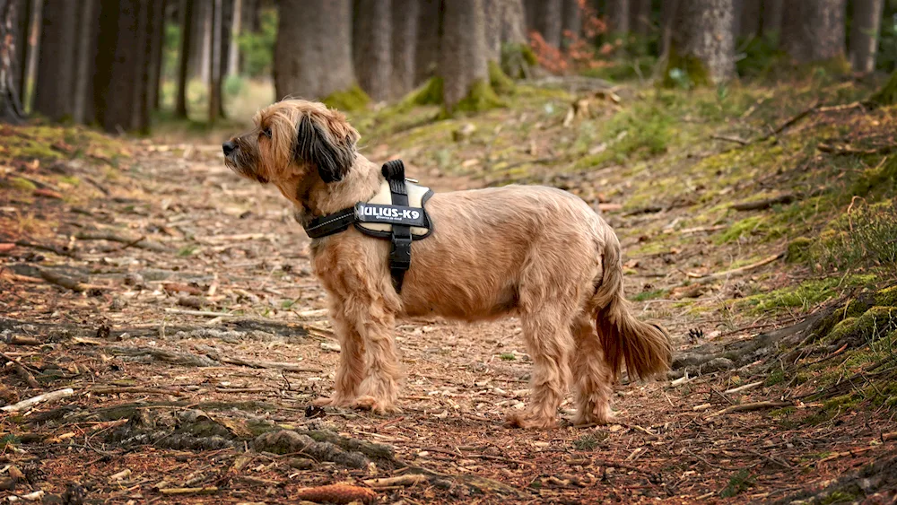 Tibetan Terrier