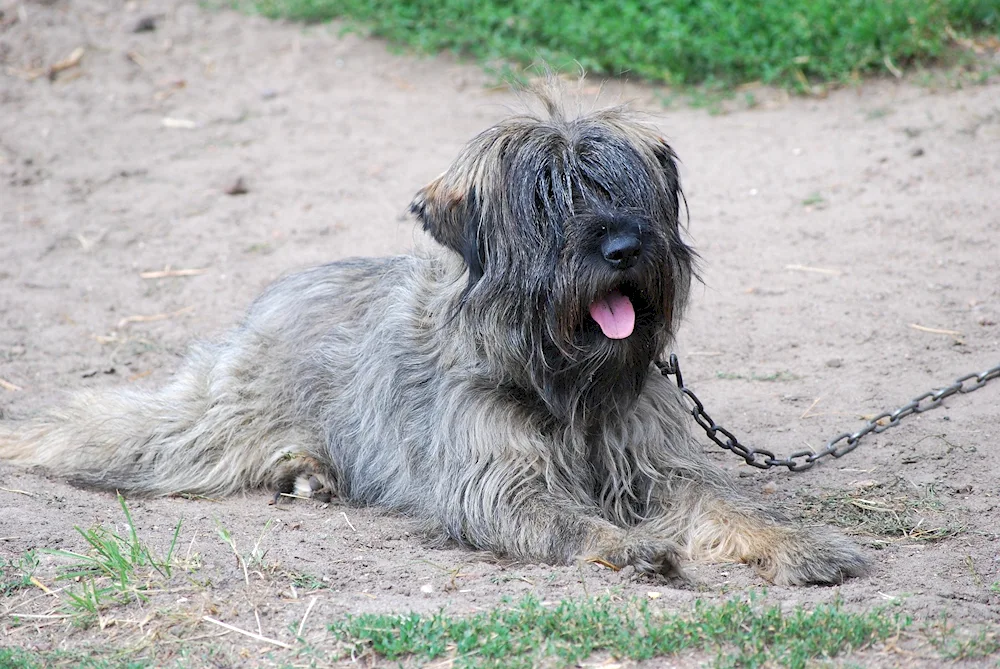 Scottish Terrier Terrier