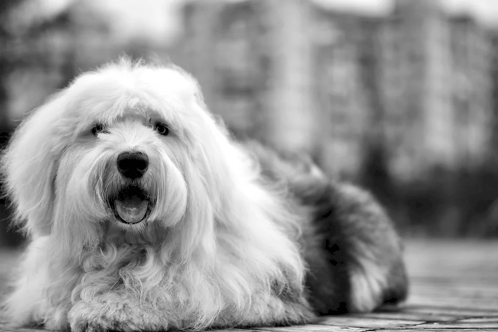 Samoyed husky