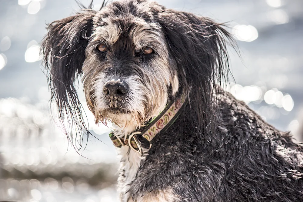 Tibetan Terrier Wolfhound