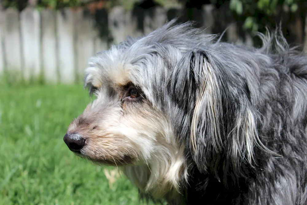 Zwerschnauzer Terrier