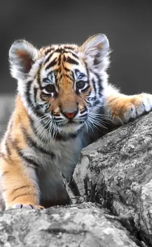 Tiger Baby