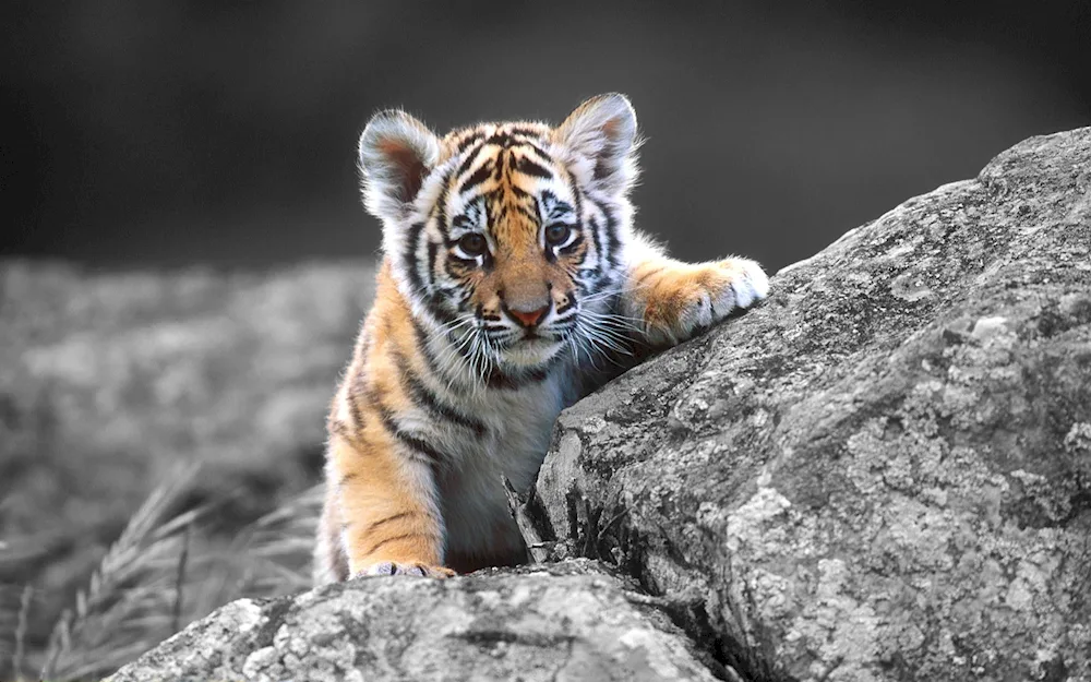 Tiger Baby