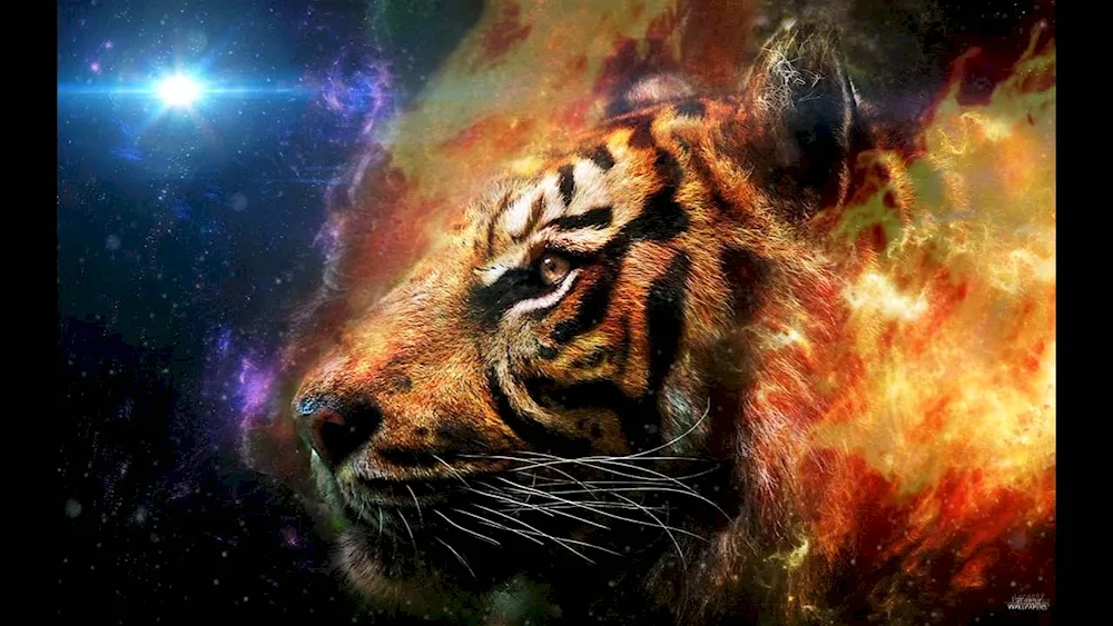 Tiger tiger