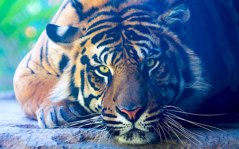 Tiger tiger