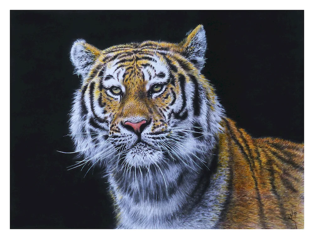 Tiger pictures