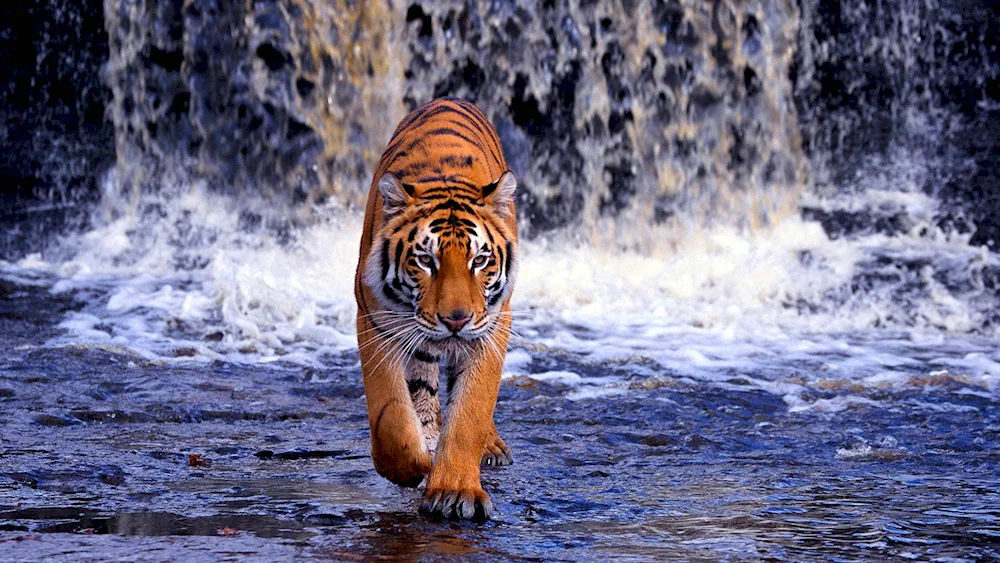 Tiger