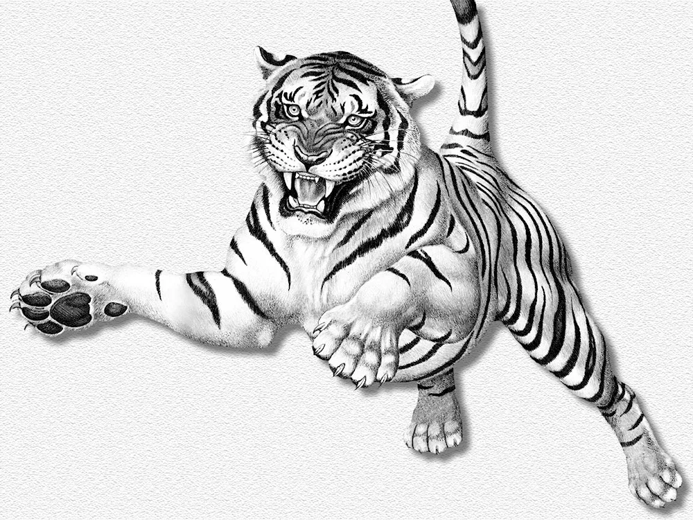 Tiger drawing