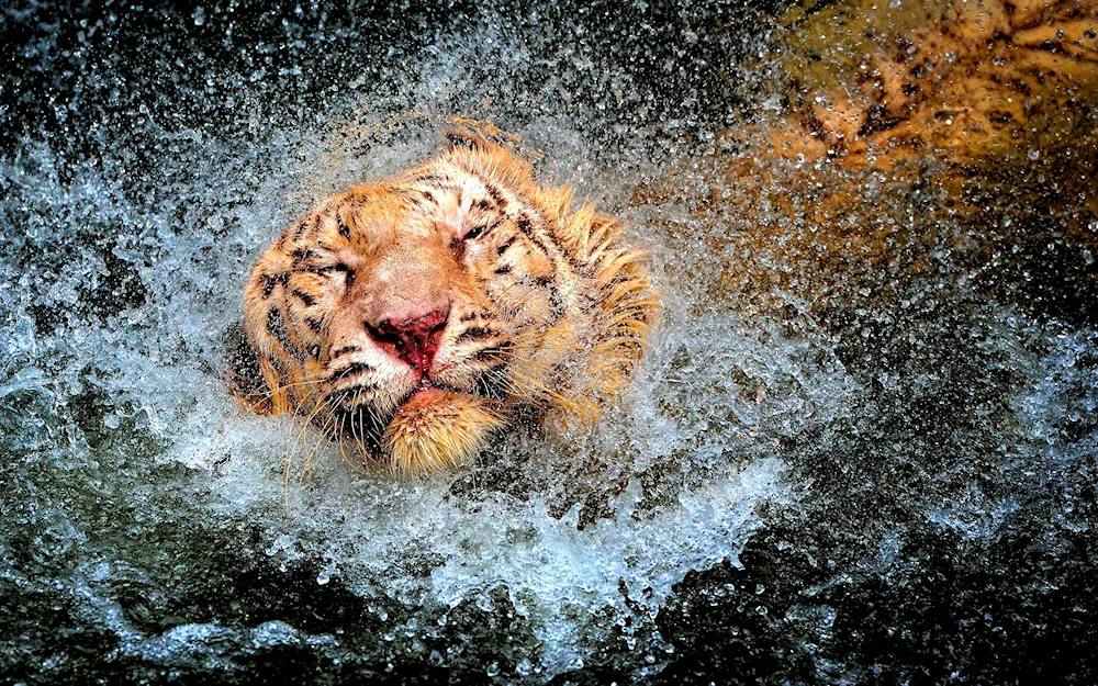 Aussie cat swimming