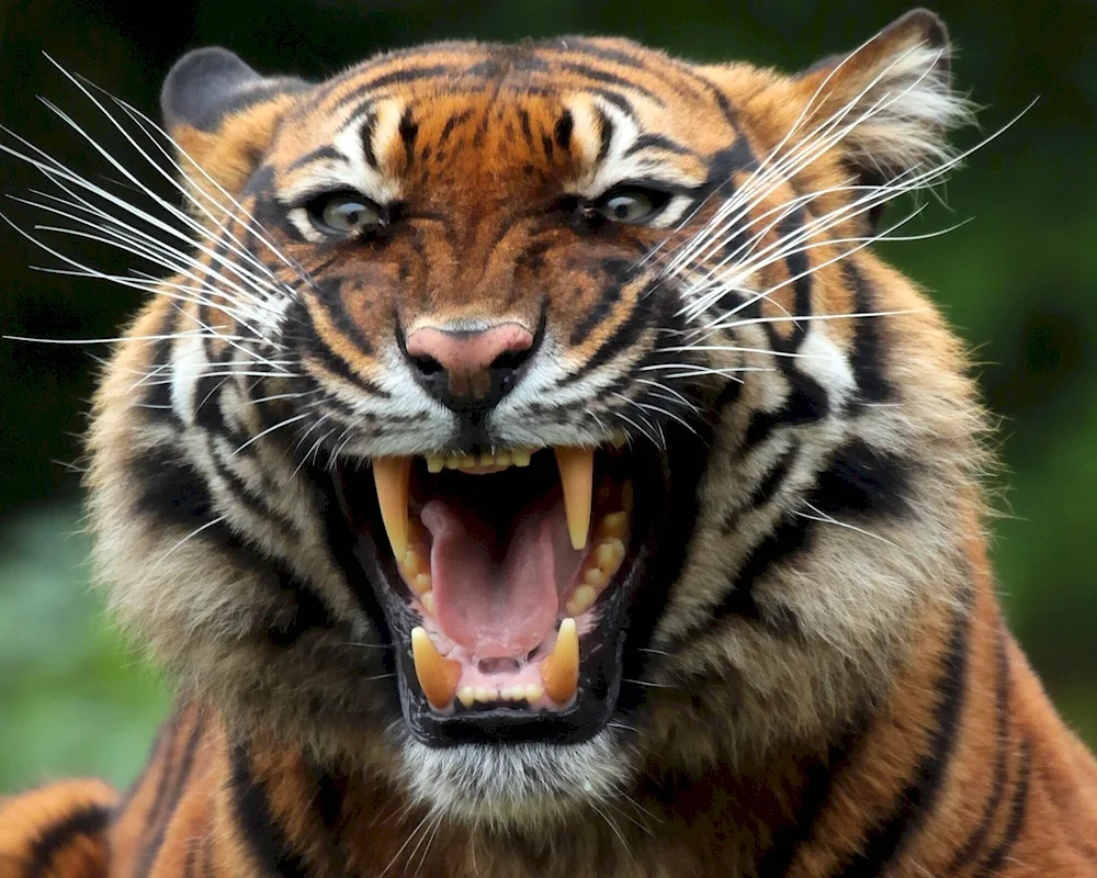 Tiger slash