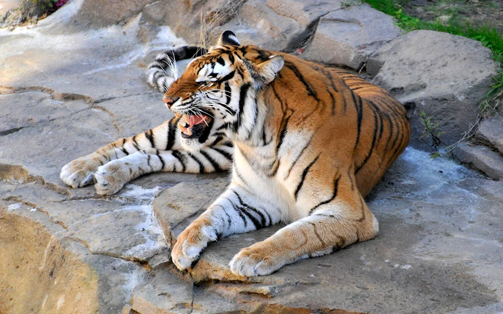 Tiger