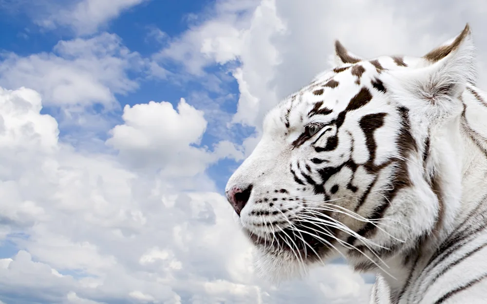 Albino tiger