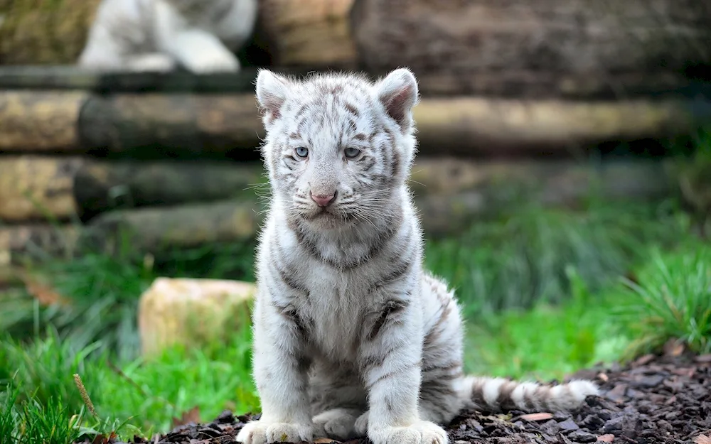 Amir Khan White lion