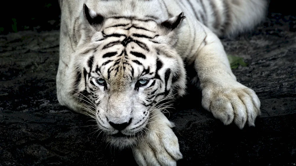 Albino tiger