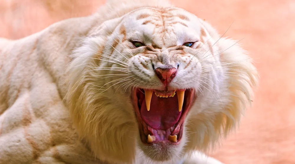 Albino tiger