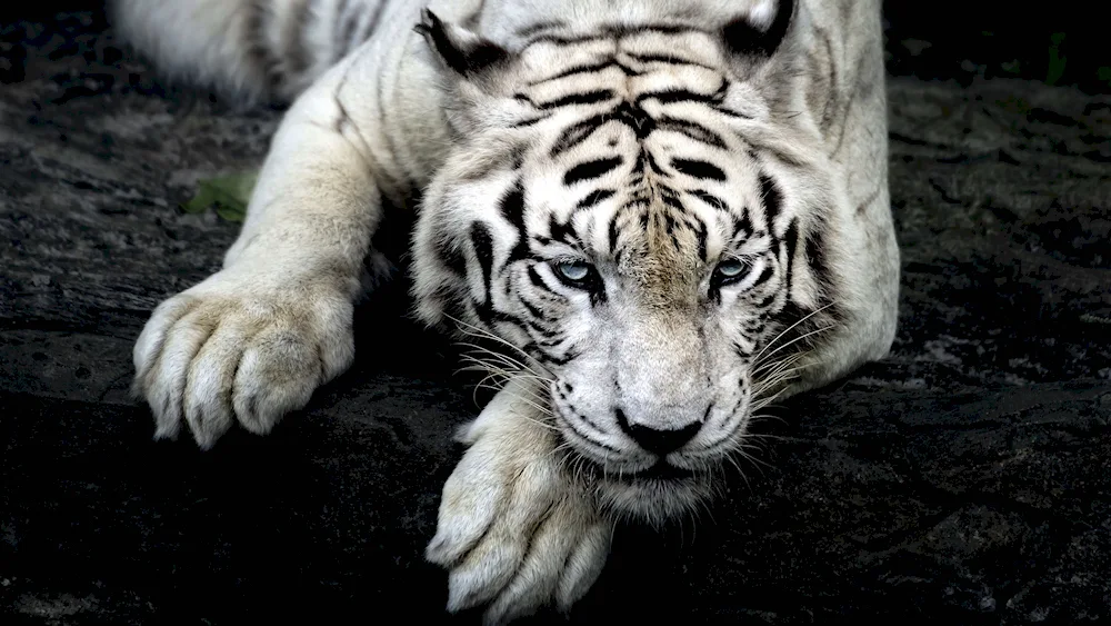 Tiger white tiger