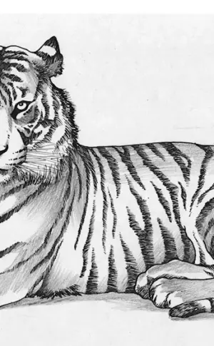 Tiger in pencil