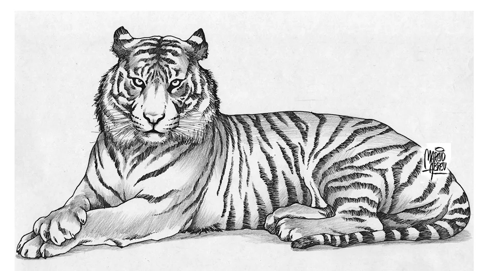 Tiger in pencil