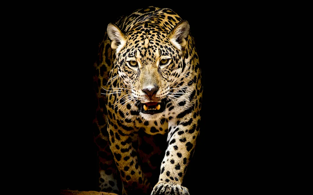 Tiger leopard cheetah Jaguar