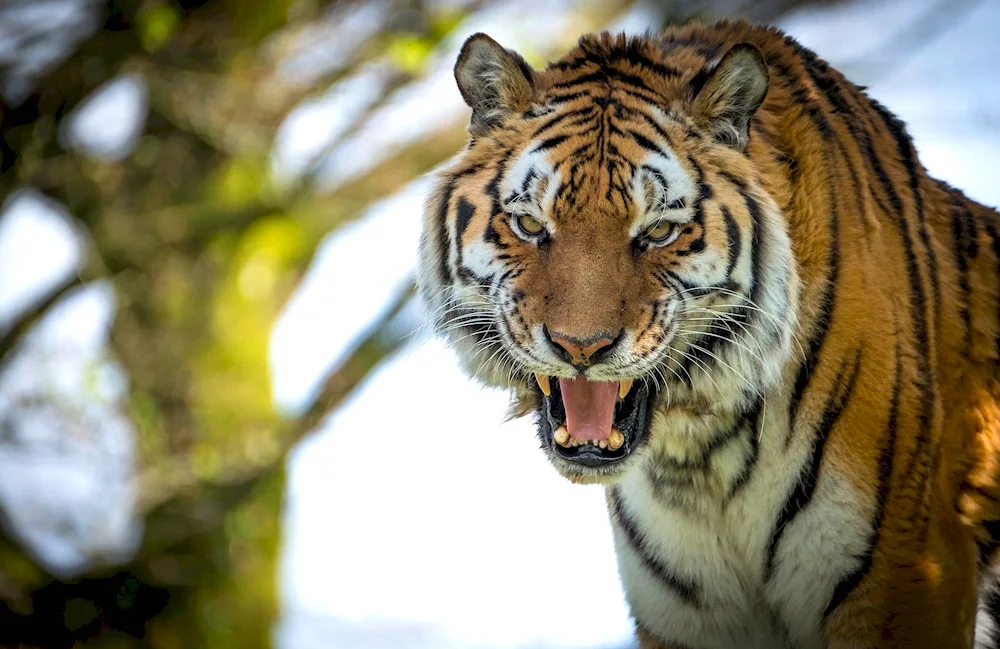 Tiger tiger scalp