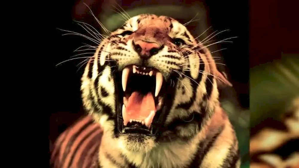 Tiger slash