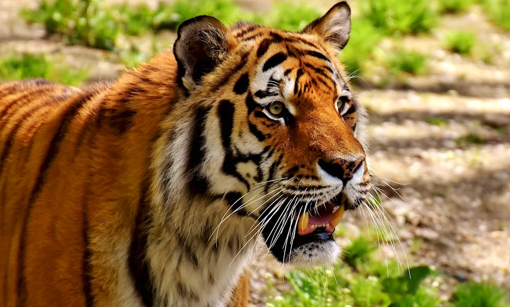Ussuri tiger slash