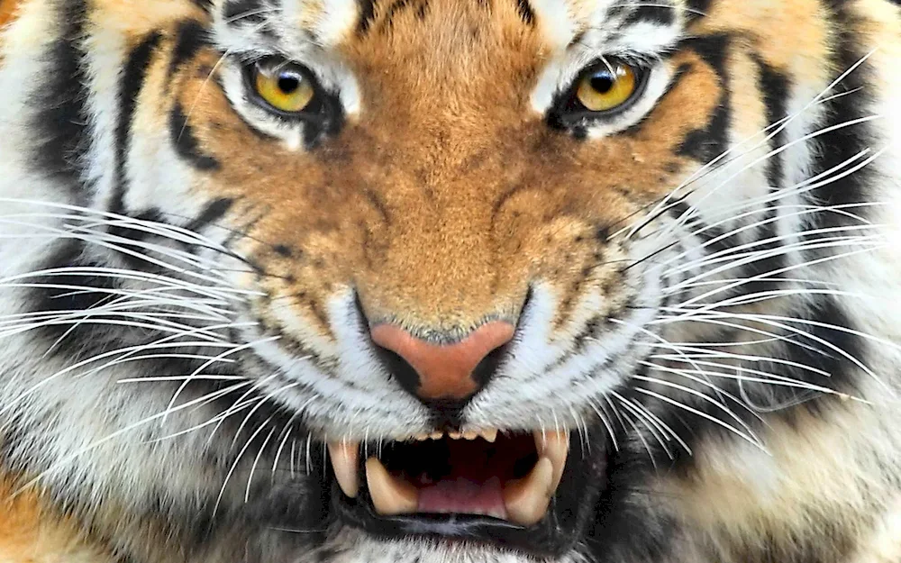 Tiger slash