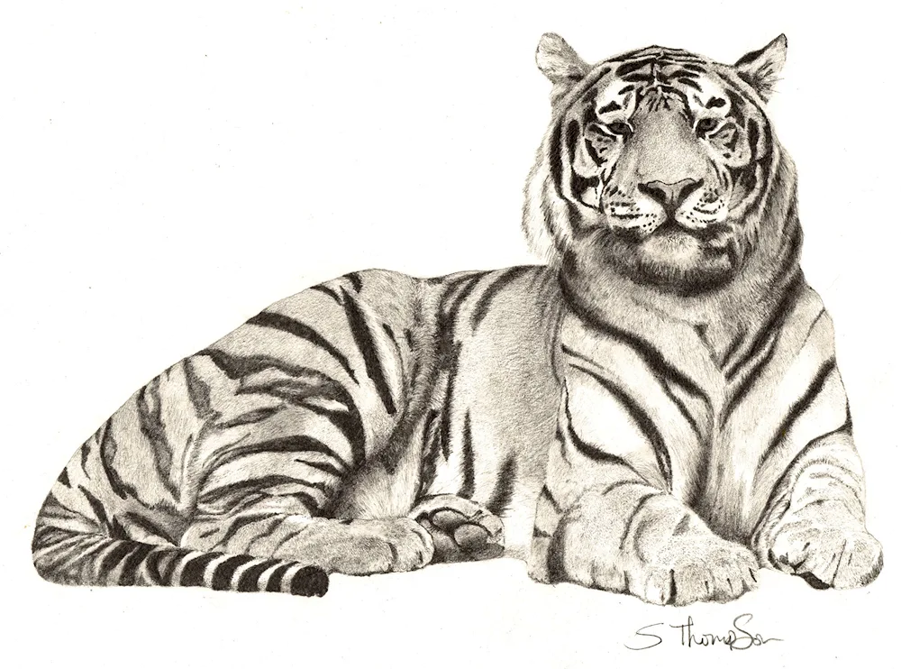 Tiger drawing in pencil