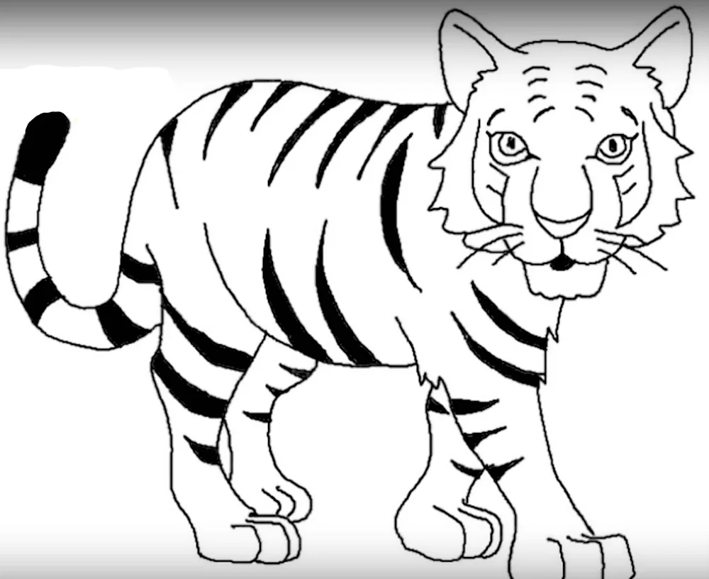 Tiger drawing