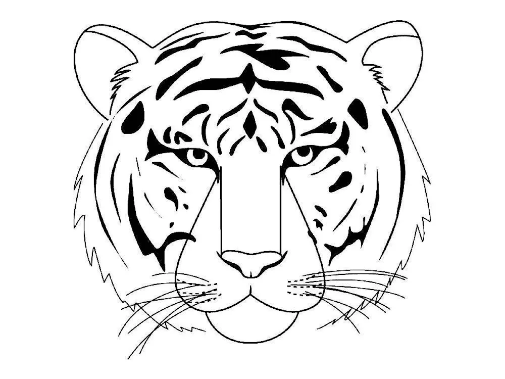 Tiger drawing