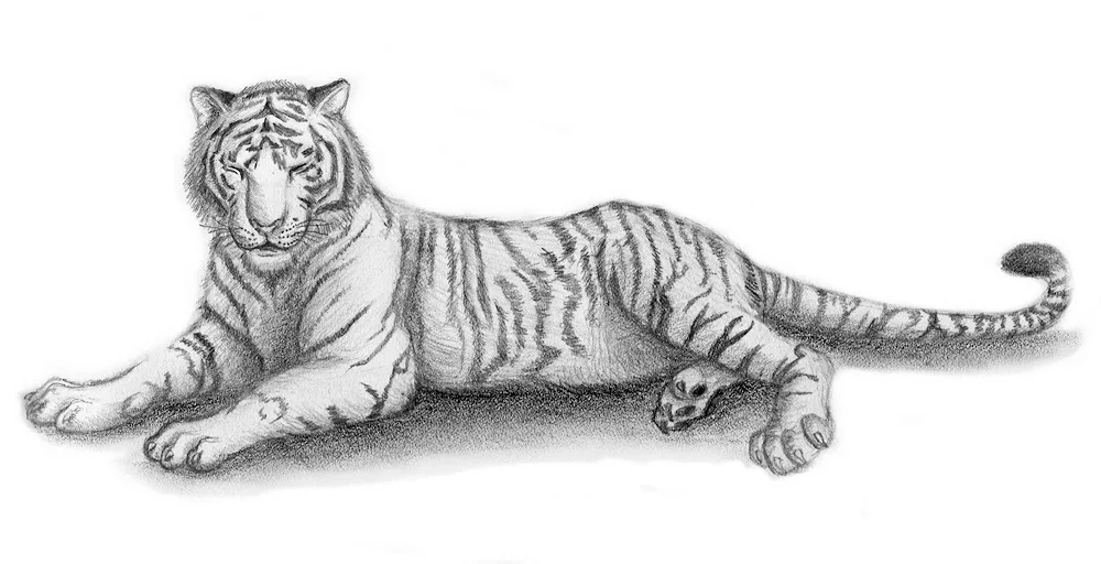 Tiger drawing in pencil for drawing