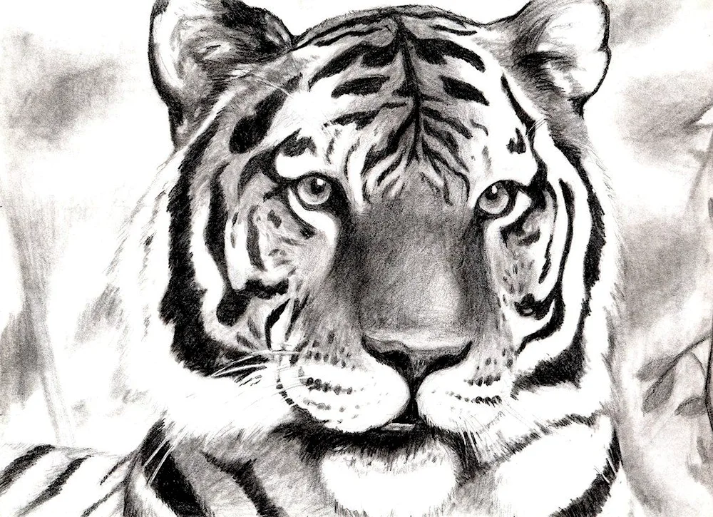Tiger in pencil