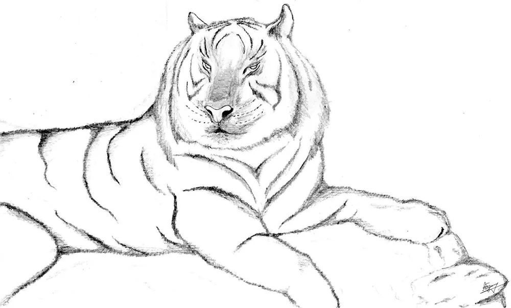 Tiger drawing