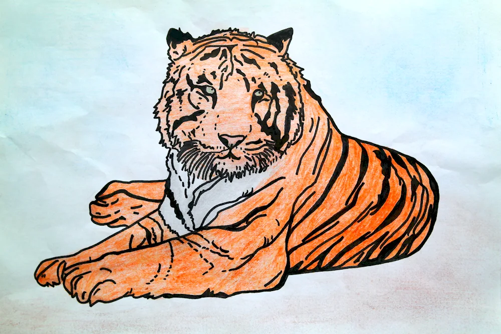 Tiger drawing