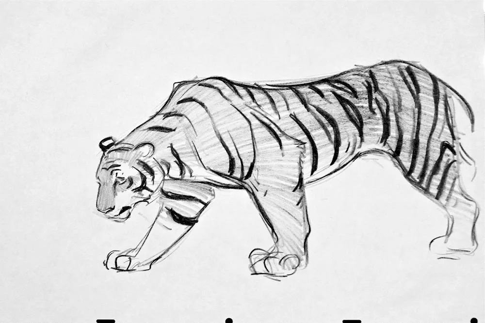 Tiger drawing