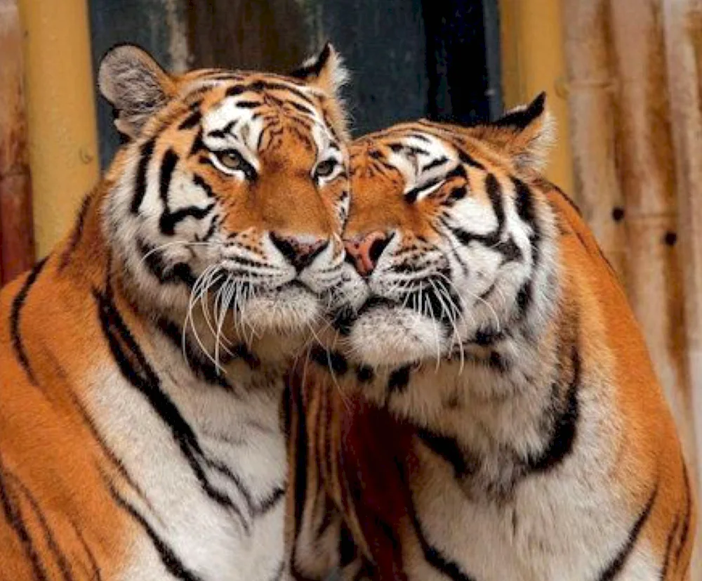 Tiger tigress and tiger cub