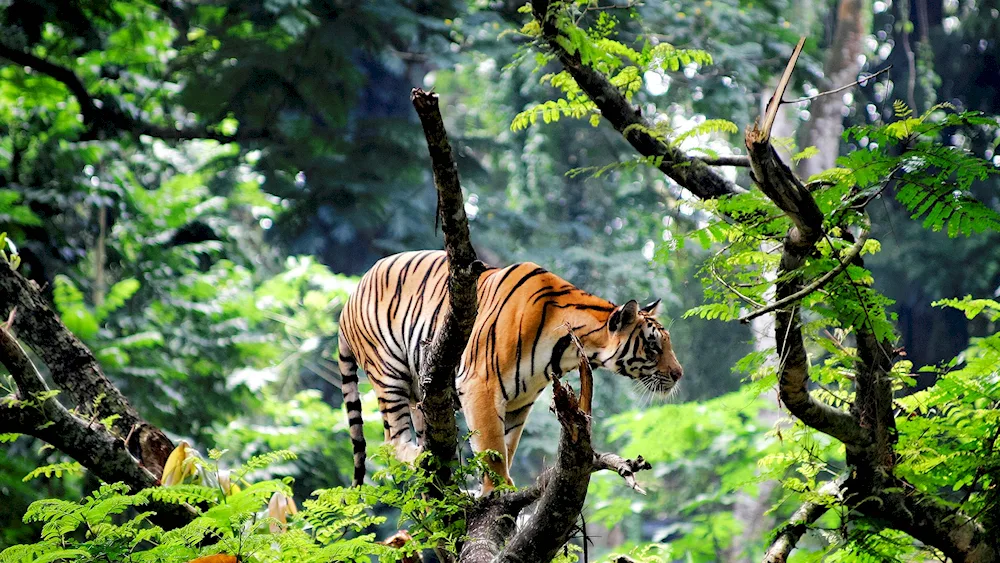 Indian rainforest tiger