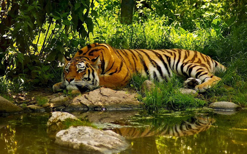 Tiger in nature