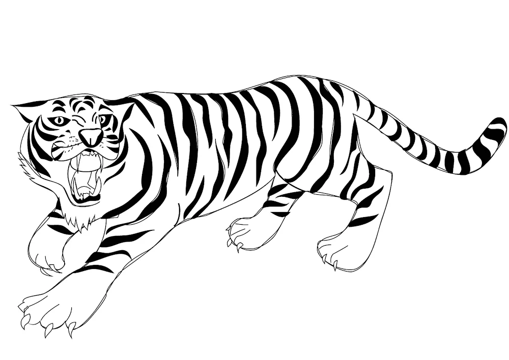 Tiger drawing