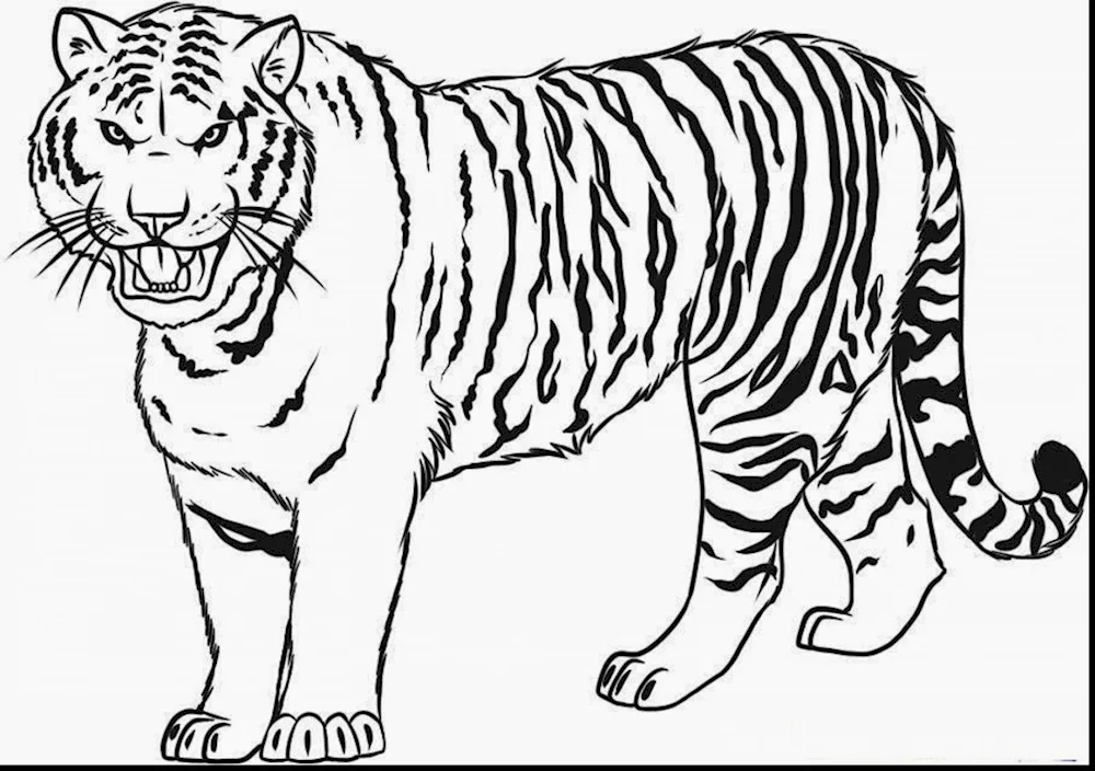 Tiger drawing