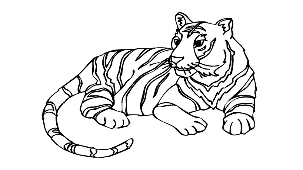 Tiger drawing in pencil