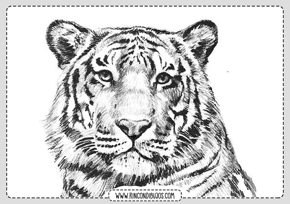 Tiger. Colouring