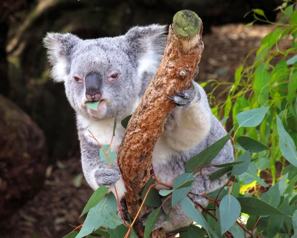 Koala