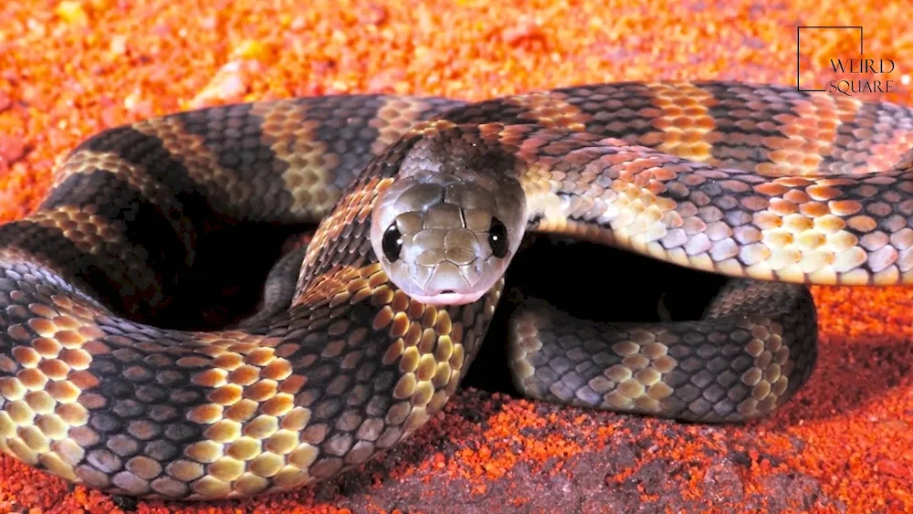 Tiger snake snake of Australia