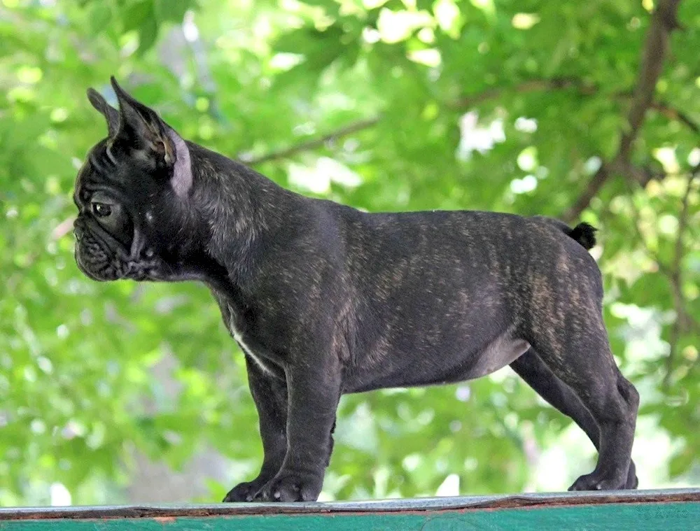 French bulldog tiger colour