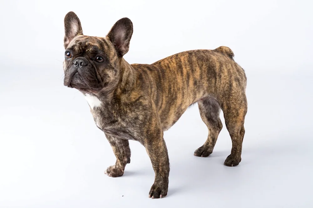 French bulldog colour Sable