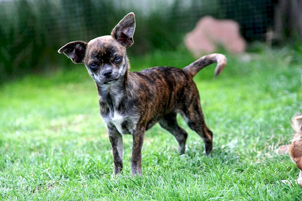 Tiger Chihuahua