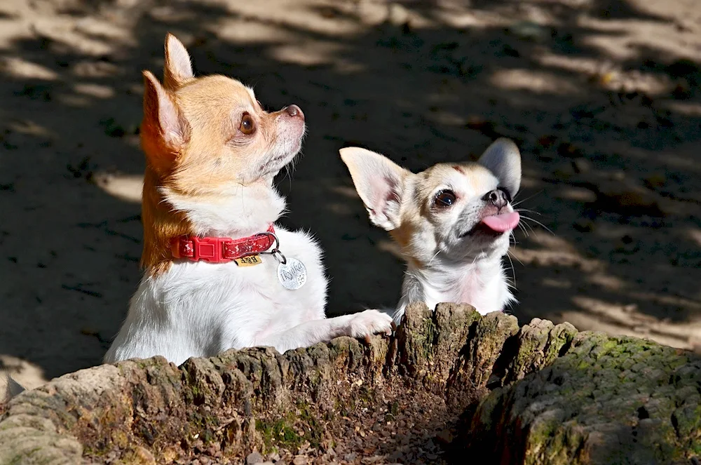 Tiger Chihuahua