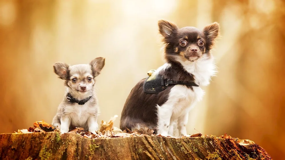 Tiger Chihuahua long-haired